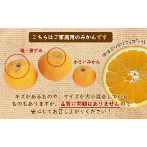 ふるさと納税 果物の詰合せ 熊本県 玉名市 定...の詳細画像4