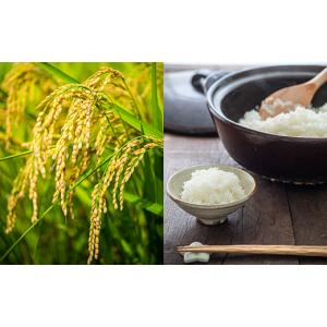 ふるさと納税 米 茨城県 下妻市 令和7年産 ...の詳細画像4