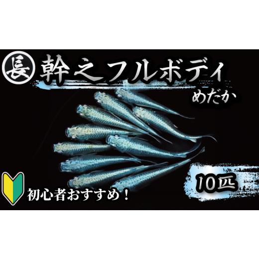 ふるさと納税 生き物 静岡県 牧之原市 129-4 めだか 幹之フルボディ 10匹 飼育 初心者 お...