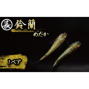 ふるさと納税 生き物 静岡県 牧之原市 129-7 魚介 魚類 魚 鈴蘭 スズラン 1ペア めだか 飼育 おすすめ 水槽 インテリア 生物 鑑賞 美 静岡県 牧之原市 丸長