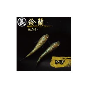 ふるさと納税 生き物 静岡県 牧之原市 129...の詳細画像1