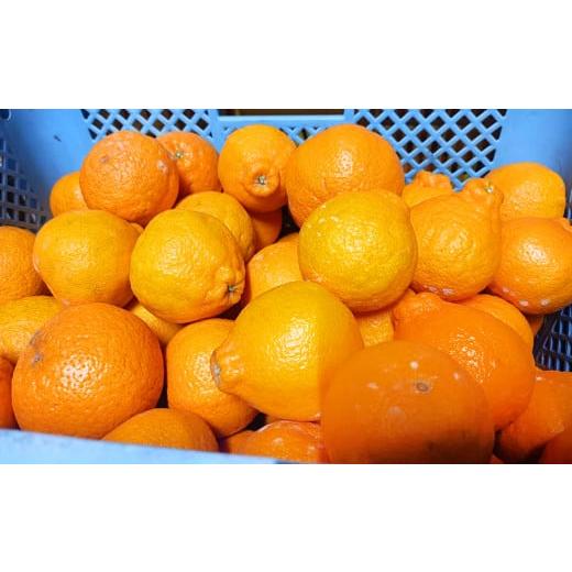 ふるさと納税 みかん・柑橘類 デコポン 熊本県 熊本市 規格外品 不知火 (デコポンと同品種) ご...