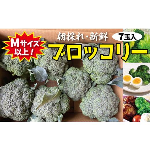 ふるさと納税 岩手県 普代村 【期間限定】 新鮮 朝採りブロッコリー Mサイズ以上7玉　