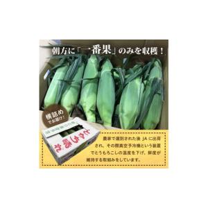 ふるさと納税 とうもろこし 北海道 芽室町 2...の詳細画像3