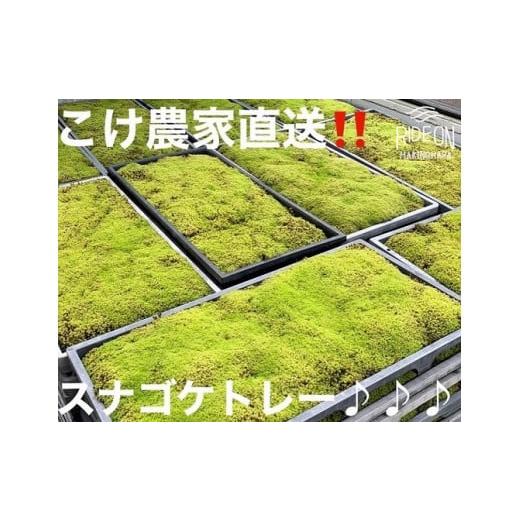 ふるさと納税 花・苗木 静岡県 牧之原市 123-11 こけ専門農家直送 スナゴケ（育苗トレー入り）...