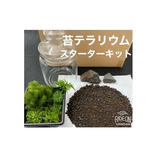 ふるさと納税 花・苗木 静岡県 牧之原市 苔 テラリウム スターターキット 作り方 キット 初心者向...