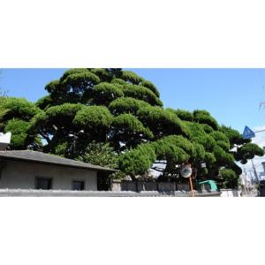 ふるさと納税 タオル・寝具 掛け布団 大阪府 ...の詳細画像5