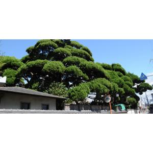 ふるさと納税 タオル・寝具 掛け布団 大阪府 ...の詳細画像5