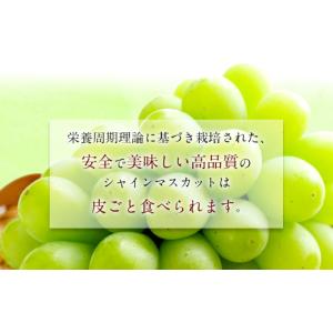 ふるさと納税 ぶどう マスカット 長崎県 時津...の詳細画像4