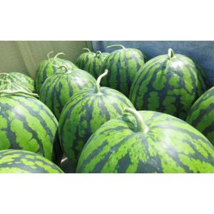 ふるさと納税 スイカ 岩手県 滝沢市 滝沢スイ...の詳細画像2