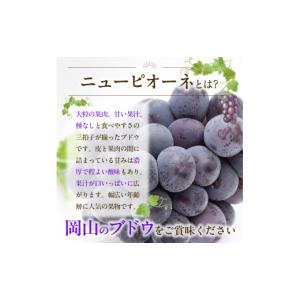 ふるさと納税 ぶどう マスカット 岡山県 備前...の詳細画像5