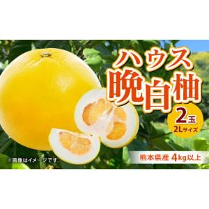ふるさと納税 熊本県 八代市 【先行予約】 熊本県産ハウス晩白柚　2玉　2Lサイズ　4kg以上 【2023年12月上旬より順次発送】