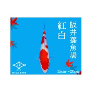 ふるさと納税 生き物 広島県 三原市 阪井養魚...の詳細画像1