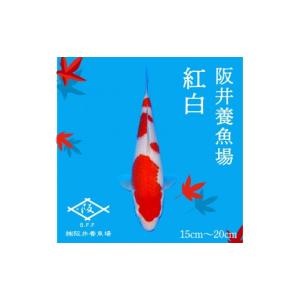 ふるさと納税 生き物 広島県 三原市 阪井養魚...の詳細画像2