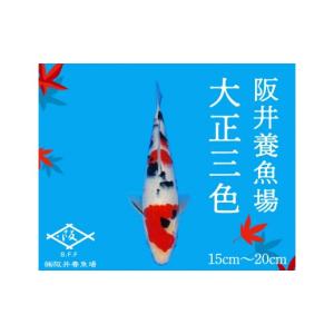 ふるさと納税 生き物 広島県 三原市 阪井養魚...の詳細画像1