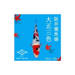 ふるさと納税 生き物 広島県 三原市 阪井養魚...の詳細画像2