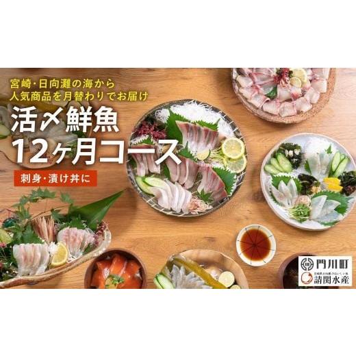 ふるさと納税 旬の鮮魚等 宮崎県 門川町  北海道・離島配送不可 定期便・全12回(連続) 旬の鮮魚...