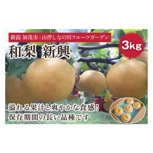 ふるさと納税 新潟県 加茂市 【2024年先行予約】和梨 新興 約3kg（約5〜7個）フルーツギフト...