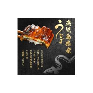 ふるさと納税 うなぎ 鹿児島県 東串良町 01...の詳細画像2