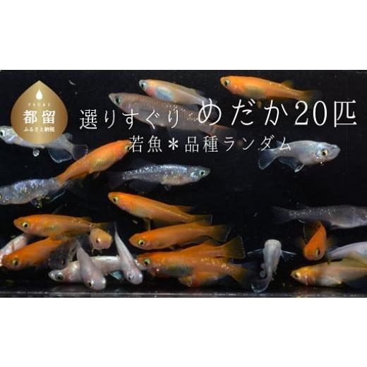 ふるさと納税 生き物 山梨県 都留市  夏冬めだか屋はるあき ”選りすぐり” めだか 20匹＋（死着...