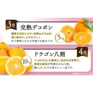 ふるさと納税 果物の詰合せ 香川県 坂出市 《...の詳細画像4
