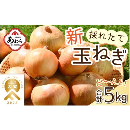 ふるさと納税 福井県 あわら市 【先行予約】2024年6月発送 採れたて 新玉ねぎ 5kg（サイズ ...