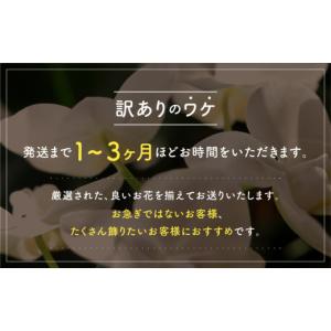ふるさと納税 雑貨・日用品 花 愛知県 豊橋市...の詳細画像2