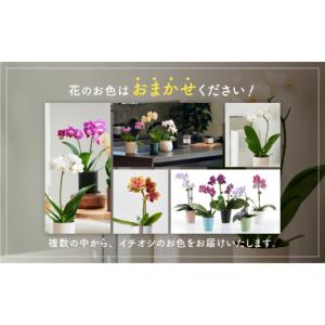 ふるさと納税 雑貨・日用品 花 愛知県 豊橋市...の詳細画像3