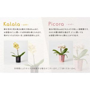 ふるさと納税 雑貨・日用品 花 愛知県 豊橋市...の詳細画像5