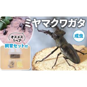 ふるさと納税 生き物 京都府 南山城村 配送期...の詳細画像1