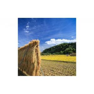 ふるさと納税 米 コシヒカリ 新潟県 十日町市...の詳細画像2