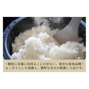 ふるさと納税 無洗米 新潟県 加茂市 令和8年...の詳細画像3