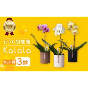 ふるさと納税 雑貨・日用品 花 愛知県 豊橋市 ...の商品画像