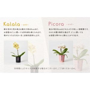 ふるさと納税 雑貨・日用品 花 愛知県 豊橋市...の詳細画像3