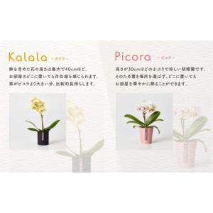 ふるさと納税 雑貨・日用品 花 愛知県 豊橋市...の詳細画像4