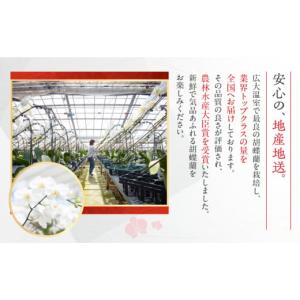 ふるさと納税 雑貨・日用品 花 愛知県 豊橋市...の詳細画像5