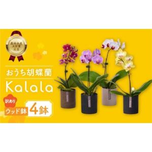 ふるさと納税 雑貨・日用品 花 愛知県 豊橋市 産直 胡蝶蘭 『カララ』 4鉢 ウッド鉢 ミディ 花 鉢花 訳あり おまかせ 鉢植え 豊橋市 胡蝶蘭 ランキング 一位