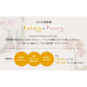 ふるさと納税 雑貨・日用品 花 愛知県 豊橋市...の詳細画像4