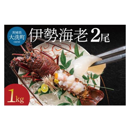 ふるさと納税 エビ 伊勢エビ 茨城県 大洗町  12月25日決済確定分まで年内発送 生冷凍 伊勢海老...