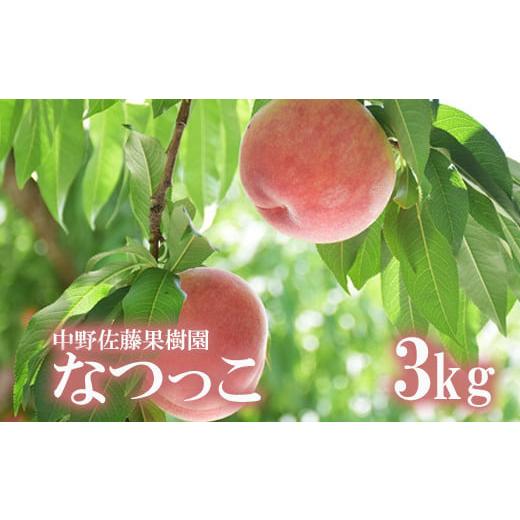 ふるさと納税 福島県 福島市 No.2208【先行予約】もも「なつっこ」約3kg【2024年発送】