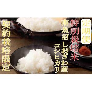 ふるさと納税 米 コシヒカリ 新潟県 南魚沼市 令和7年産 定期便：20Kg×12ヶ月 特別栽培 生産者限定 南魚沼しおざわ産コシヒカリ 2025年10月上旬より順次発送…