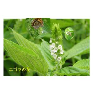ふるさと納税 食用油 植物油 新潟県 南魚沼市...の詳細画像2