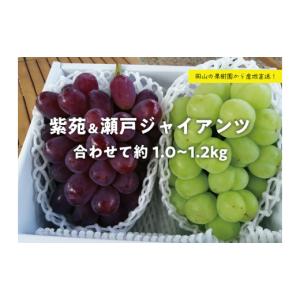 ふるさと納税 岡山県 真庭市 KF-87.【きよとう】瀬戸ジャイアンツ＆紫苑　２房入