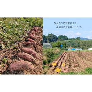 ふるさと納税 野菜類 サツマイモ 熊本県 和水...の詳細画像3