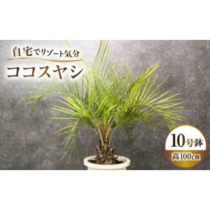 特大庭木 植木 ：ココスヤシ（ココス）ヤシの木* 現品限り！ 佐川急便