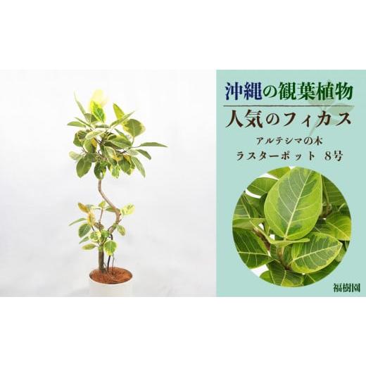 ふるさと納税 沖縄県 うるま市 沖縄の観葉植物 人気のフィカス アルテシマ8号 ラスターポット