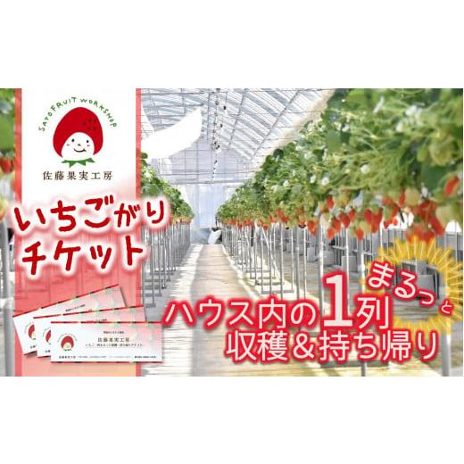 ふるさと納税 兵庫県 西脇市 佐藤果実工房のいちご大人買い！ハウス内の１列まるっと収穫＆持ち帰り（2...