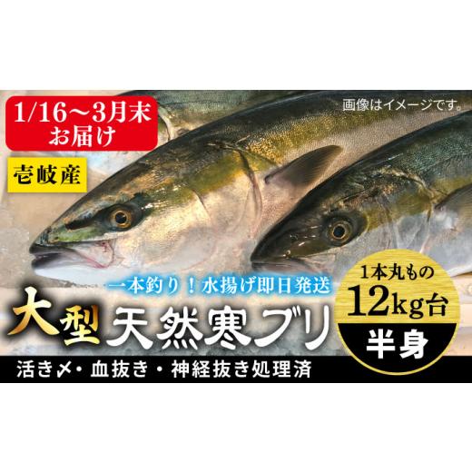 ふるさと納税 長崎県 壱岐市 【1／16〜3月末お届け】天然 寒ブリ（一本丸ものサイズ12キロ台 半...