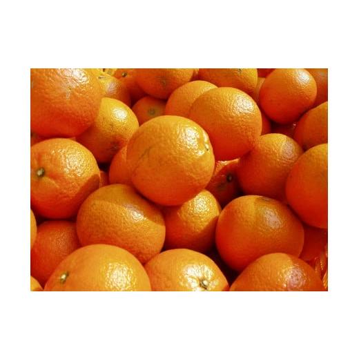 ふるさと納税 みかん・柑橘類 鹿児島県 奄美市  2026年発送 先行予約 奄美たんかん 自家用（良...