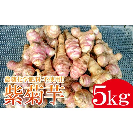 ふるさと納税 野菜類 島根県 大田市 農薬化学肥料不使用の紫菊芋　5kg 菊芋 野菜 紫菊芋 芋 赤...
